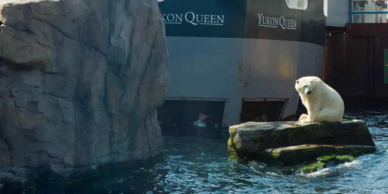 Eisbär auf einem von Wasser umgebenen Fels